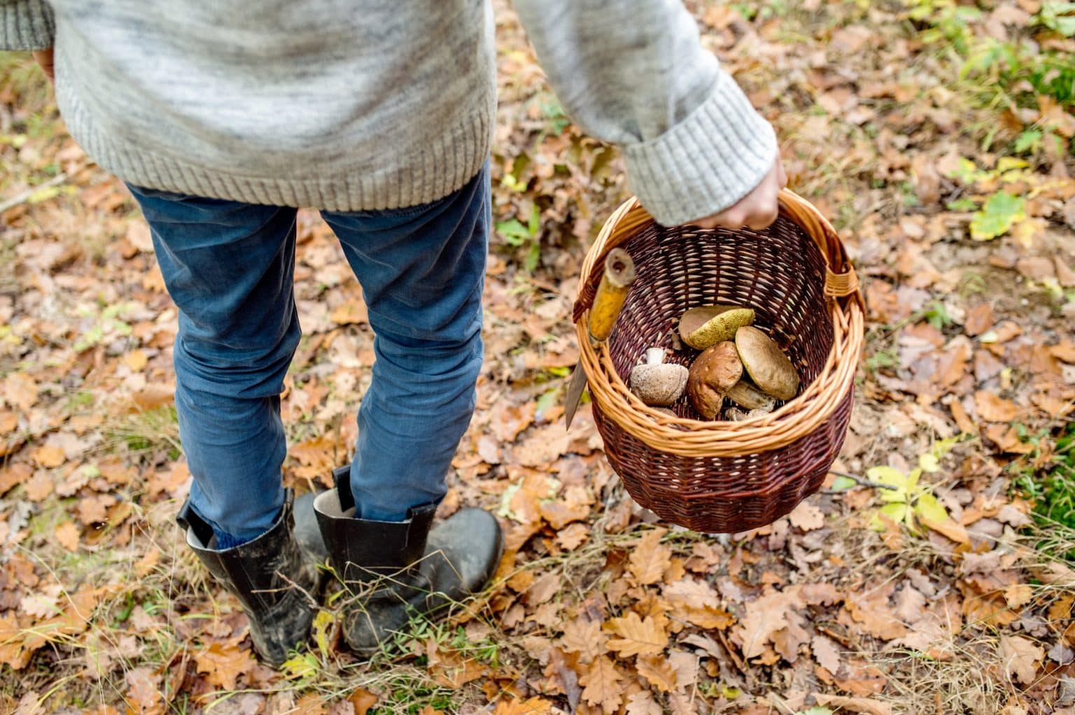 Foraging Guide for Beginners - Hobbies To Start