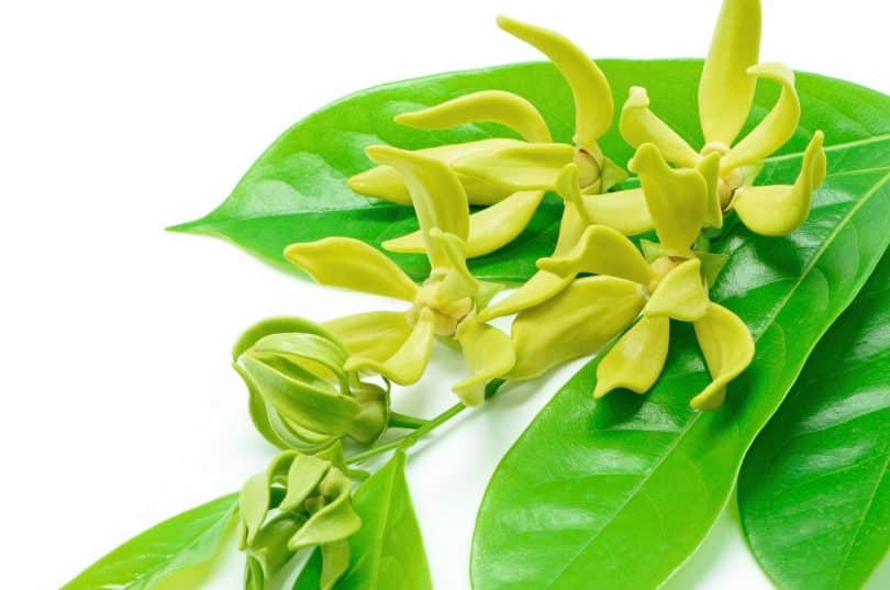 How to Make Ylang-Ylang Perfume with Essential Oils - Hobbies To Start